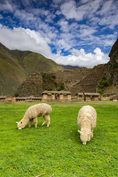 Llamas on the pasture in Inca archaeological site, Ollantaytambo