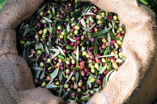 Harvested olives in burlap cack