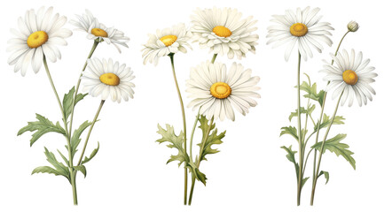 Obraz premium PNG Delicate daisies in bloom, element set on transparent background