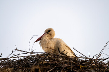 White Stork in its nest protecting its chicks