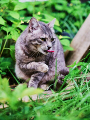 Grey tabby cat in a tall green grass. Pet in a rural country area. Animal living on a farm and enjoying freedom.