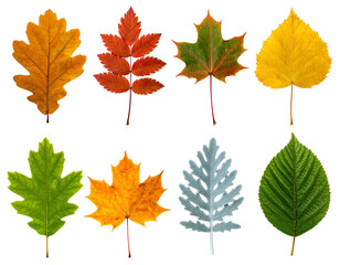 Fototapeta premium Assortment of various colorful leaves arranged on a black background, isolated
