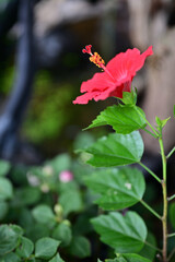 開花した美しいハイビスカス