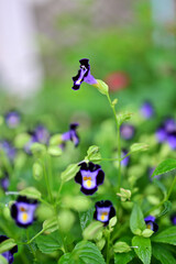 小さな花のトレニア