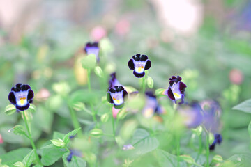 かわいいトレニアの夏