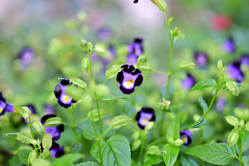 開花したトレニアの花