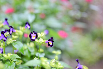 トレニアのかわいい花