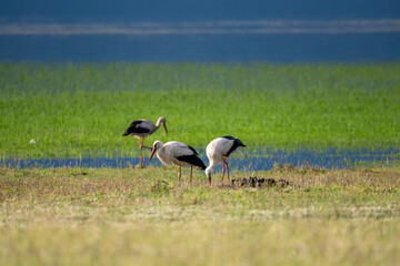 Serene white storks in lush wetland landscape