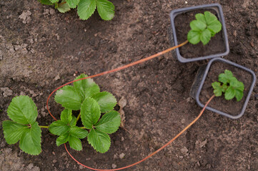 Strawberry plant runners with seedlings in pots
