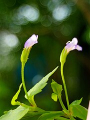 Beautiful macro close-up photography capturing the fine details and natural textures of small subjects. Perfect for nature, wildlife, and artistic backgrounds showcasing sharp focus and vibrant color 