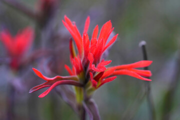 Closeup on a vibrant red flowering frosted Indian paintbrush Castilleja pruinosa in California