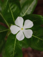 Beautiful Flower Close-Up with Green Leaves in Natural Light – Macro Photography of Fresh Bloom