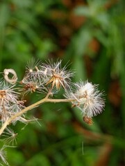 Beautiful Flower Close-Up with Green Leaves in Natural Light &ndash; Macro Photography of Fresh Bloom