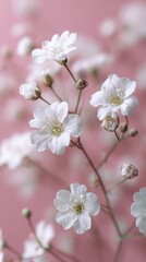 Fototapeta premium Delicate gypsophila flowers against a soft pastel background in high definition closeup style
