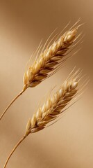 Two golden wheat stalks on a soft beige background captured in professional lighting