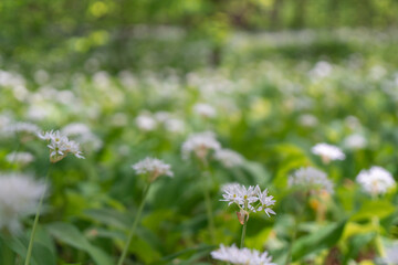 Flowers Grass Field - Close-up image of white flowers in a field of grass.