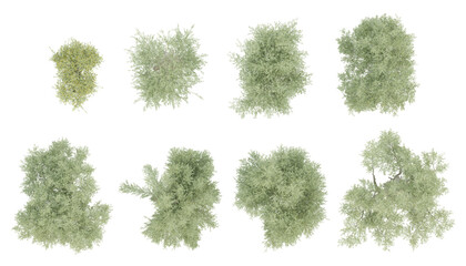 3d set trees Top view of olea europaea old on transparent background