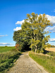 Fototapeta premium golden field stretches under a bright blue sky, framed naturally by leafy green trees and a shaded foreground path covered in fallen leaves