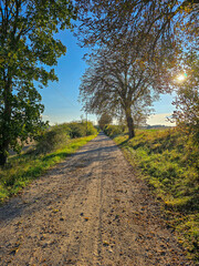 Dirt road in the forest, autumn landscape