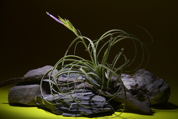Tillandsia air plant displayed on stones with dark background
