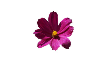 Fototapeta premium pink cosmos flower isolated on white background