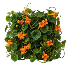 Dense green foliage with small round leaves and bright orange tubular flowers, overhead view