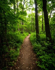 Obraz premium Path through a lush green forest