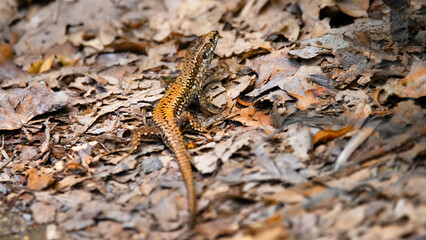 Common Wall Lizard Camouflaging Among Fallen Leaves (Podarcis Muralis)