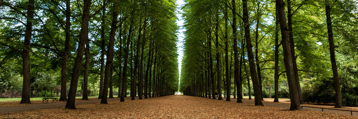 Panoramic image. Beautiful alley with green trees in the park