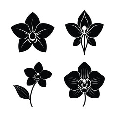 Orchid Flower Icons Collection for Nature Tropical and Decoration