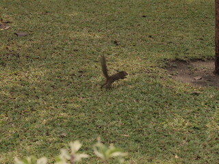 A lively squirrel is seen energetically moving around on a lush green lawn outdoors in daylight