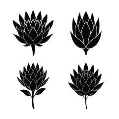 Protea flower icons collection for floral and botanical design