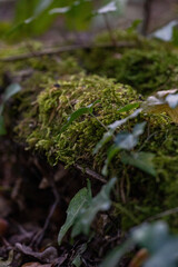 moss on the tree