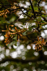 autumn leaves background