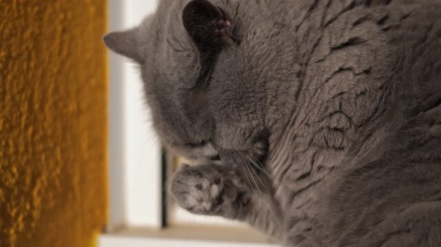 A gray cat with thick fur washes itself while sitting in the rays of the evening sun.