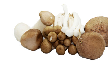 Fresh organic mushrooms and hazelnuts on a white background