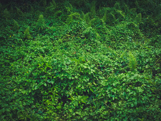 Green plant texture for environment and tranquility background.