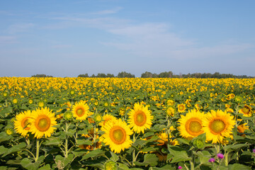 Sunflower Field Under Blue Sky