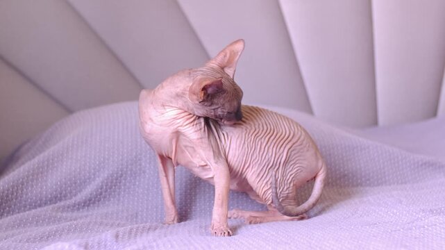 Egyptian sphinx cat licking itself scratching itself sitting on the bed. Close up of a hairless cat licking its body. Slow motion