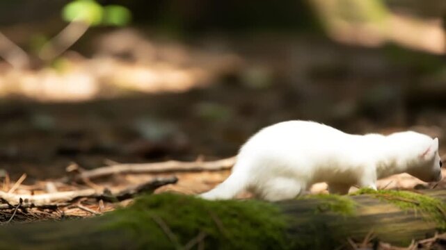 White stoat on mossy log in forest