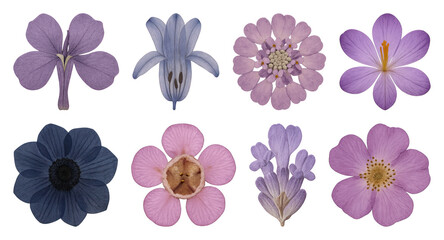 Obraz premium Vibrant floral collection showcasing diversity.