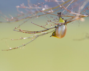 枝に逆さに留まっているメジロ