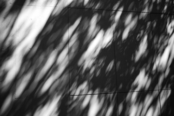 コンクリートの壁に映る木の影