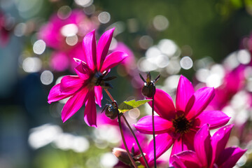 Pink Dahlie im Gegenlicht