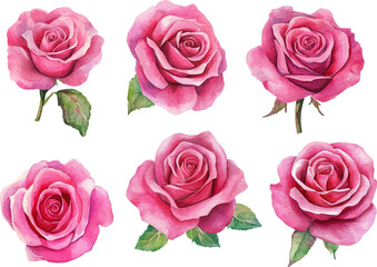 set of pink roses isolated