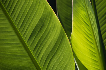 Bananenblatt
