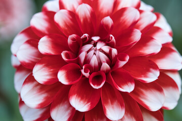 Gemusterte dekorative Dahlie