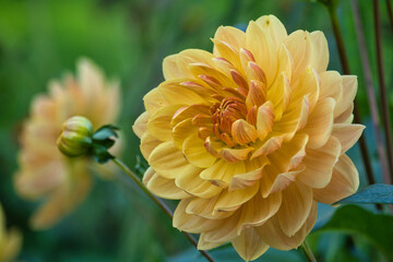 Gelbe Seerosendahlie