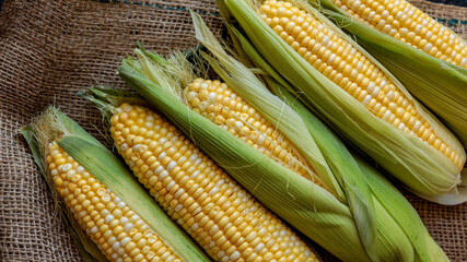 Freshly harvested corn on the cob, ready for cooking and eating.