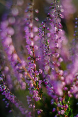 Delicate purple flowers of heather plants in sunlight